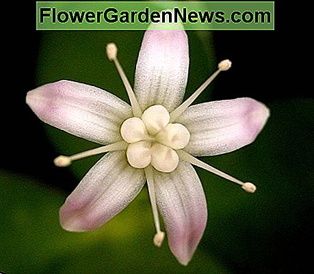 Blume der Jade Pflanze Flower of the jade plant