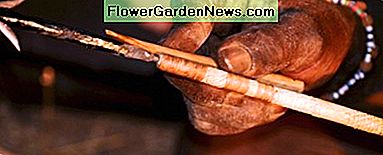Extractul de plante Adenium este folosit pentru a face săgeți otrăvitoare care pot lua în jos mare joc în Africa. The extract of the Adenium plant is used to make poison arrows that can take down large game in Africa.