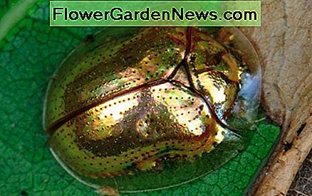 Hoe je gouden schildpadkevers op natuurlijke wijze kunt doden How to kill golden tortoise beetles naturally