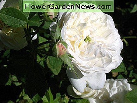 Damast stieg, Madame Hardy. Mein Favorit! Damask rose, Madame Hardy. My favorite!