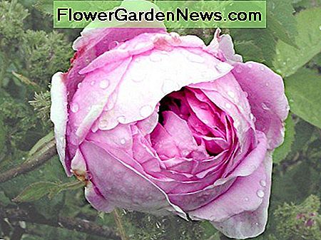 Zentifolia-Rose (Kohlrosen) Centifolia rose (Cabbage Rose)