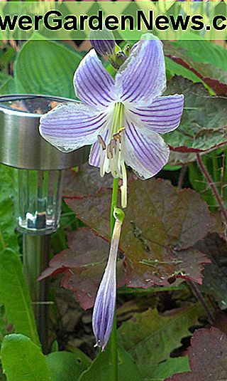 Hosta Bloom Hosta Bloom