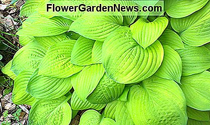 Hosta Hosta