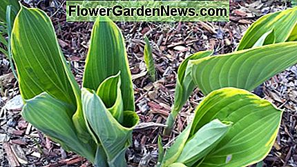 Hosta komt in de lente uit de grond Hosta coming out of the ground in spring