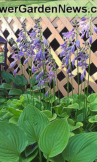 Hosta's in bloei Hostas in Bloom