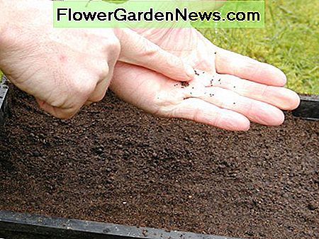 Streuen Sie die Samen gleichmäßig über die Kompostoberfläche. Kleine Samen müssen nicht abgedeckt werden ........... Sprinkle seeds evenly over the compost surface. Small seeds don't need to be covered...........