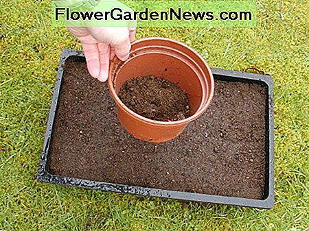 ....... größere Samen können mit einer dünnen Kompostschicht bedeckt werden. Ein Blumentopf wirkt wie ein Pfefferstreuer und ist nützlich zum Bestreuen von Kompost .......larger seeds can be covered with a thin layer of compost. A flower pot acts like a pepper pot and is useful for sprinkling compost