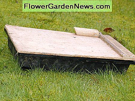 Decken Sie die Saatablage ab. Ich habe dieses Schrottstück aus dünnem Sperrholz gefunden, das gut funktioniert Cover the seed tray. I found this scrap piece of thin plywood which will do nicely