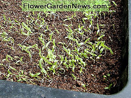 Die Samen keimten nach etwa einer Woche und erreichten diese Größe nach 18 Tagen The seeds germinated after about a week and reached this size after 18 days