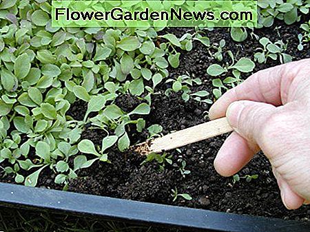 Die Sämlinge herausziehen Tease out the seedlings