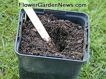 Machen Sie eine Mulde im Kompost Make a hollow in the compost