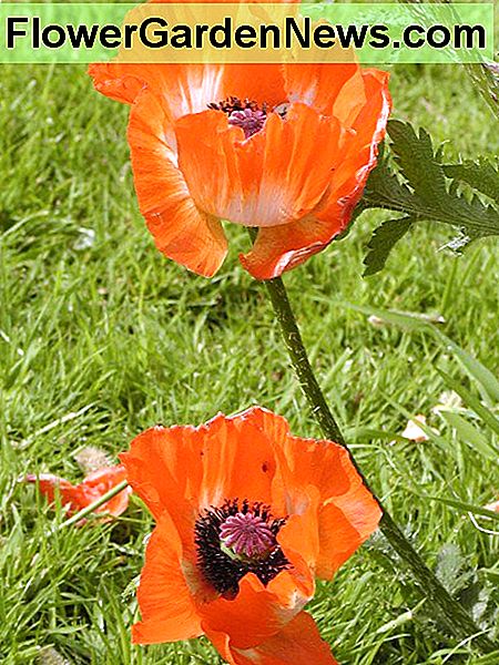 Oriental Poppies - Ich habe im Spätsommer Samen von ihnen geerntet Oriental Poppies - I harvested seeds from these in the late summer