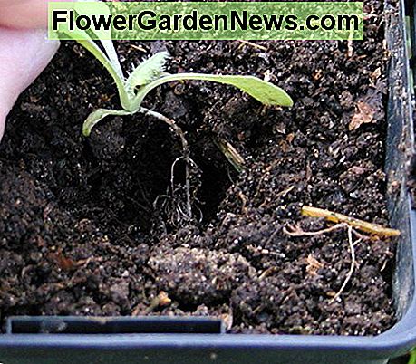 Lass den Setzling in das Loch fallen Drop the seedling into the hole