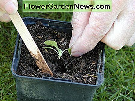 Ziehen Sie den Kompost zurück um den Sämling Pull the compost back around the seedling