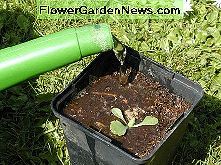 Wasser sanft von der Kante des Topfes Water gently from the edge of the pot