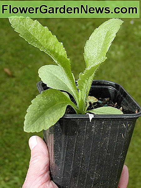 3 Monate nach dem Aussaat haben die Pflanzen diese Größe erreicht. 3 months since the seeds were sown, plants have reached this size.