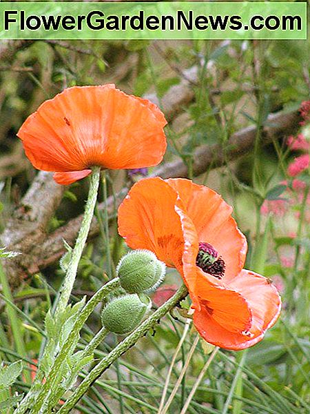 Der Mohn, den ich Anfang des Jahres gesät hatte. The poppies I sowed earlier in the year.