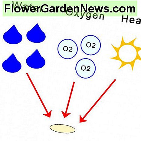 Die Anforderungen an die Samenkeimung The requirements for seed germination