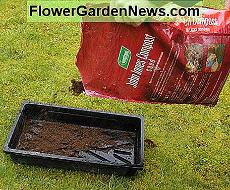Füllen Sie die Samenschale mit Kompost Fill the seed tray with seed compost