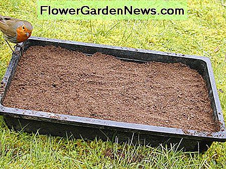 Die Samenschale muss nicht vollständig gefüllt werden, da die Sämlinge schließlich transplantiert werden The seed tray doesn't need to be totally filled because seedlings will eventually be transplanted