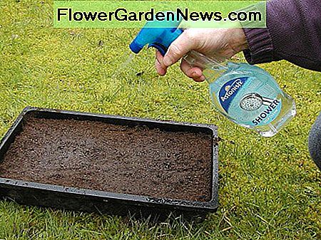Befeuchten Sie die Oberfläche des Komposts mit einem Wassersprühnebel Moisten the surface of the compost with a water spray mister