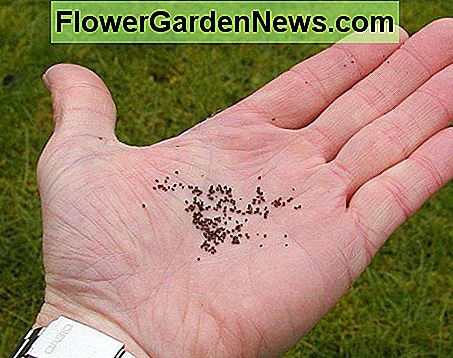 Mohn Poppy seeds