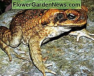 Rohrkröten sind eine Plage, obwohl sie große Mengen an Insekten fressen. Cane toads are a pest even though they eat huge quantities of insects.