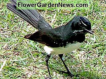 Einige Vögel, wie diese Schafstelze, helfen bei der Kontrolle von Insektenpopulationen. Some birds, like this Willy Wagtail, help control insect populations.