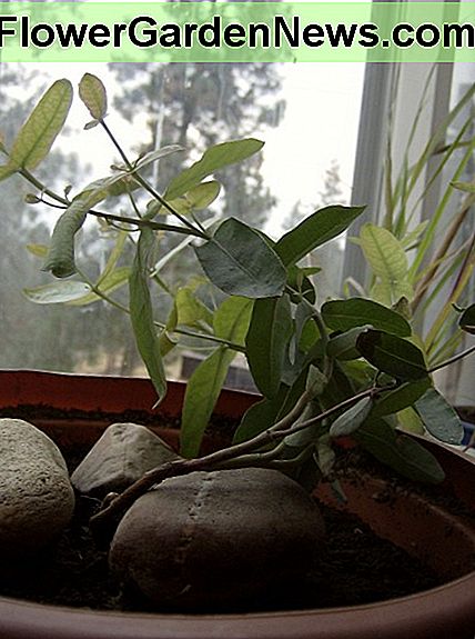 Glückliche Zimmerpflanze Happy Houseplant