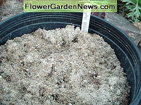 Vorbereitetes wachsendes Medium Prepared Growing Medium