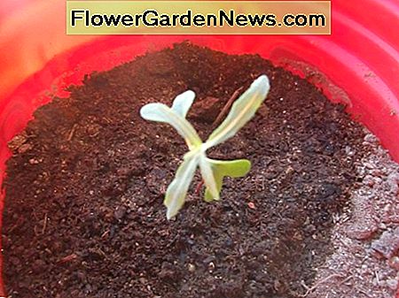 Babysämling Baby Seedling