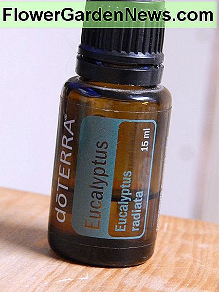 Eukalyptus ätherisches Öl Eucalyptus Essential Oil