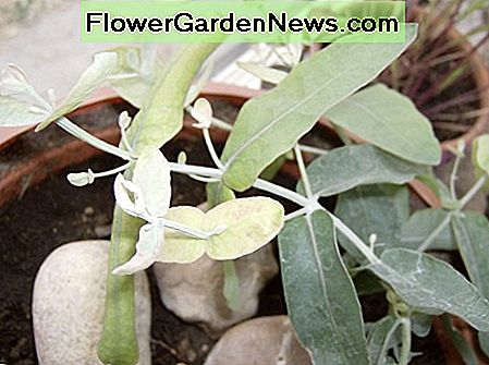 Eukalyptusblätter Eucalyptus Leaves