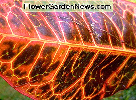 Parte inferior de la hoja Underside of leaf