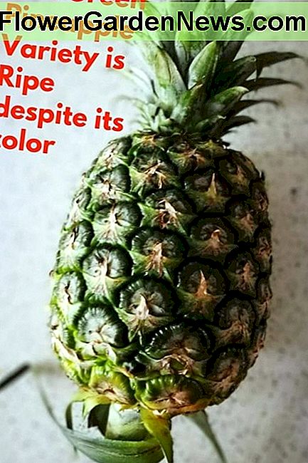 สับปะรดพันธุ์เขียวสุกที่มีสีเขียว Green Pineapple Variety that is Ripe Despite its Green Color