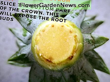 เล็งด้านล่างเพื่อเผยบางส่วนของรากหน่อ Slice the Bottom to Expose Some of the Root Buds