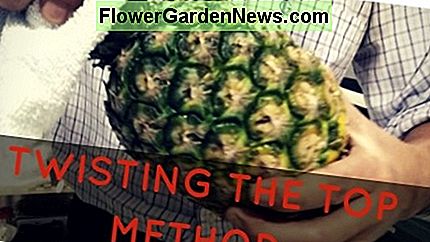 วิธีอื่นในการตัดมงกุฎคือการบิดด้านบนเช่นการคลายฝาปิดออกจากโหล Alternative method to cut the crown is to twist the top like unscrewing a lid from a jar