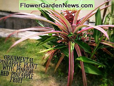 สับปะรดประดับด้วยใบไม้สีชมพูและผลไม้สีแดงอมชมพู Ornamental Pineapple with Pink Leaves and Pinkish Red Fruit