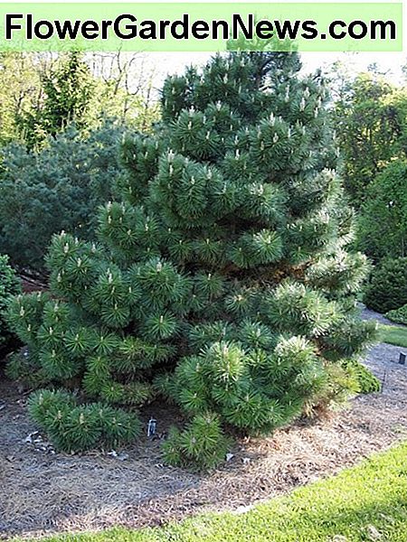 Austrijos pušis yra puikus ekrano medis, ypač jauno. Austrian pine is a great screen tree, especially when young.