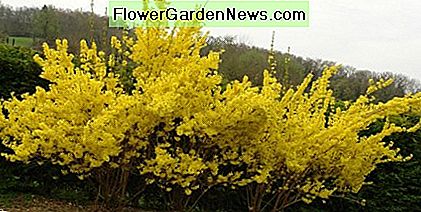 Forsythia Hedge - let op de afstand tussen de struiken. Forsythia Hedge - note the spacing between the shrubs.
