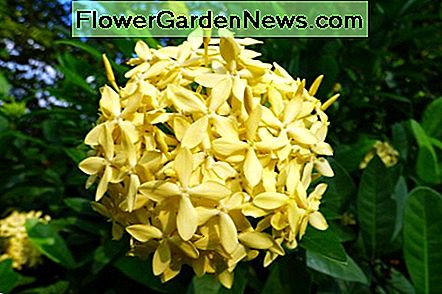 O galbenă Ixora chinensis A yellow Ixora chinensis