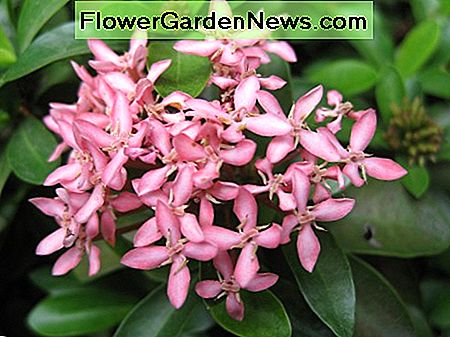 Ixora rosea Ixora rosea