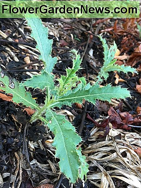 Distel übernimmt Thistle taking over