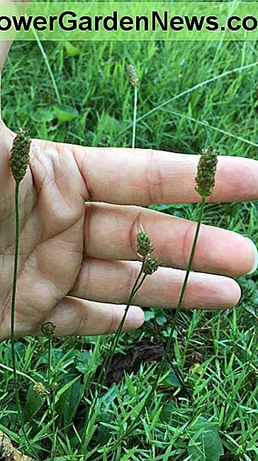 Wir werden säen, und wir werden deinen Garten ruinieren! We are going to seed, and we're going to ruin your garden!