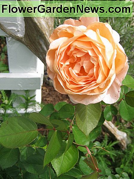 Diese David Austin Rose hat einen sanften Zitrusduft This David Austin rose has a gentle citrus scent