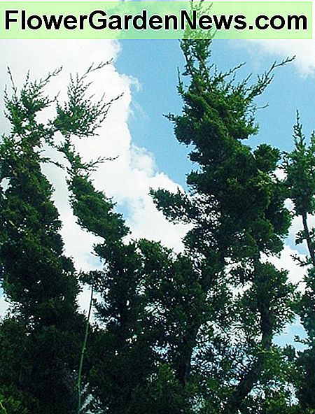 Hollywood Wacholder ist ein attraktiver, herzlicher, großwüchsiger Strauch mit verdrehten Ästen. Hollywood juniper is an attractive, hearty, large growing shrub with contorting branches.