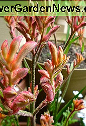 Wachsende Känguru-Tatzen in den Behältern. Growing Kangaroo Paws in Containers.