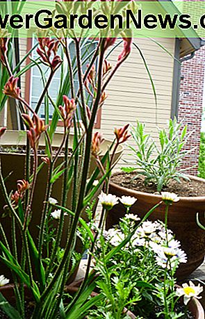 Känguru-Tatze blüht von der Saison 2013. Kangaroo Paw flowers from the 2013 season.