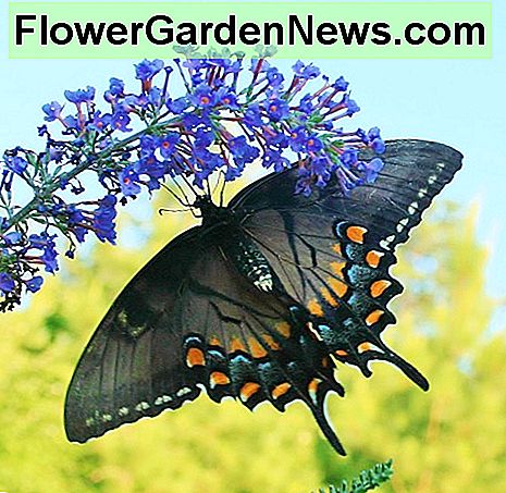 ผีเสื้อพุ่มไม้ Butterfly bush