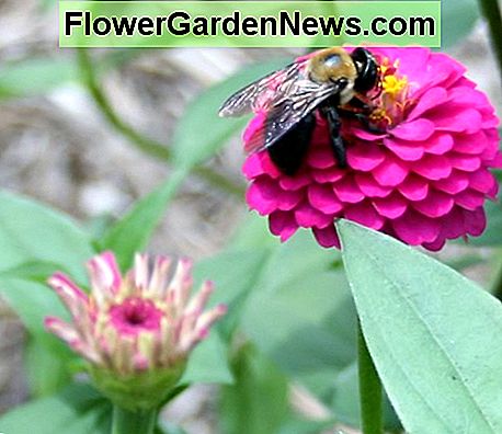 ดอกบานชื่น Zinnia